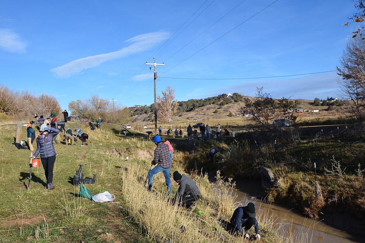 Siembra de árboles en la ribera de una quebrada